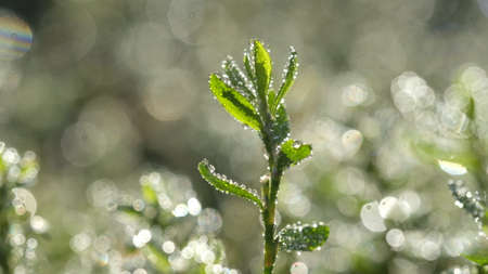 Dew glistens on young green leaves. Morning sunlight.の写真素材