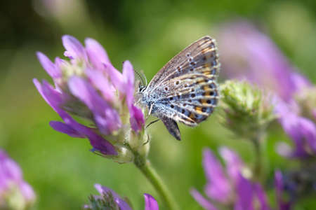 A bright butterfly sits on a purple sage flower. Sunny day. Summer.
