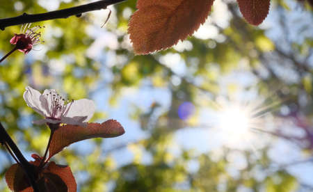 Apple blossom and leaves, blue sky and sun. Spring.の写真素材