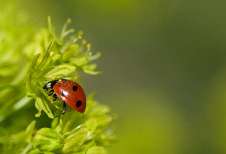 A ladybug sits on a bud. Sunny day. Spring greens.
