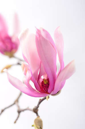 Magnolia flowers on a branch. White background. Purple flowers.の写真素材