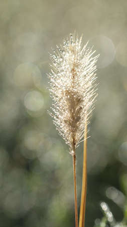 Spikelet in the morning. Sun rays. Green leavesの写真素材