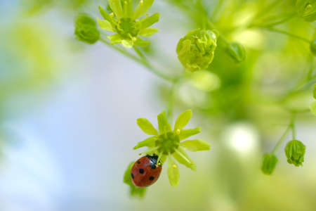 A ladybug sits on a bud. Sunny day. Spring greens.
