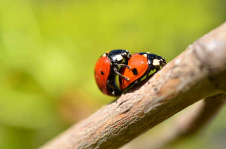 Two ladybugs met on a branch in the spring. Continuation of the family.の写真素材