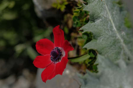 Red anemone and thistle nearby. Spring nature.の写真素材