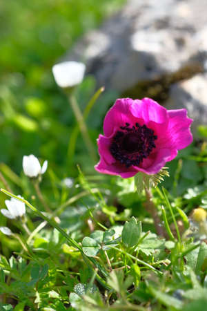 The sun illuminates the flowers. Purple anemone.の写真素材