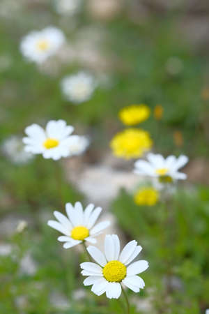 White daisies grow. Green grass. The light of the spring sun.の写真素材