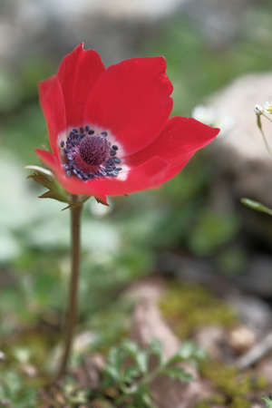 Red anemone among white stones. Mountain flowers.