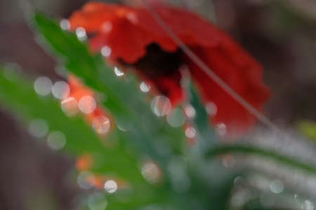 Poppies are wildflowers. Dawn is the sun over the horizon. Morning dew dropsの写真素材