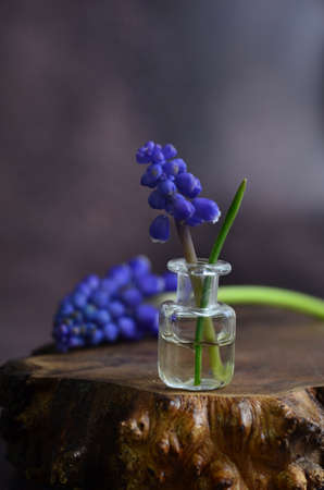 Blue mascari flowers. Mouse hyacinth. Spring Flower.の写真素材