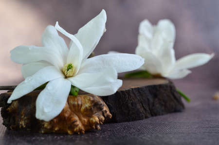 Large white magnolia flowers. Delicate flowers with large petals. Still life.