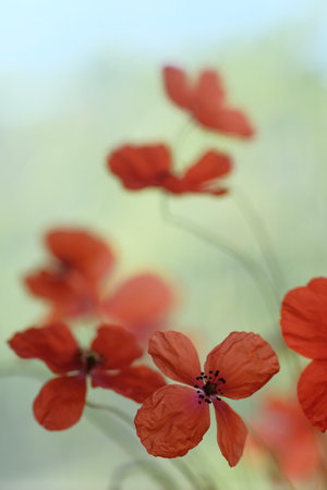 Poppies are wildflowers. Dawn is the sun over the horizon. Wildflowers.