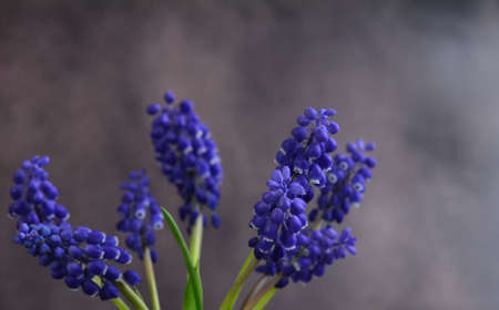 Blue mascari flowers. Mouse hyacinth. Spring Flower.の写真素材