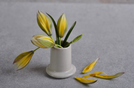 Yellow tulips. Spring flowers. A bouquet of flowers as a gift.の写真素材