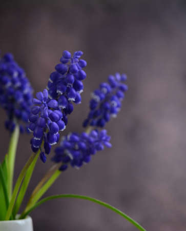 Blue mascari flowers. Mouse hyacinth. Spring Flower.の写真素材