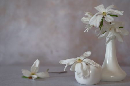 Large white magnolia flowers. Delicate flowers with large petals. Still life.の写真素材