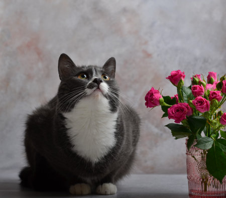 Gray cat with white breasts. A funny animal. Rosesの写真素材