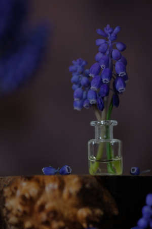 Blue mascari flowers. Mouse hyacinth. Spring Flower.の写真素材