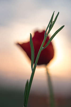 Poppies are wildflowers. Dawn is the sun over the horizon.の写真素材