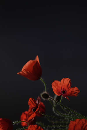 red poppy. wild flower. one flower. Black background.の写真素材
