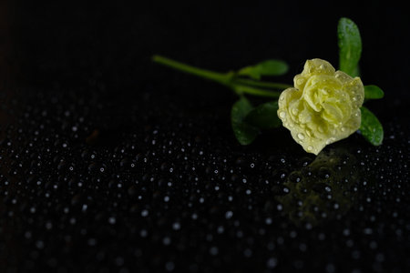Yellow flower on a black reflective surface. Drops.の写真素材