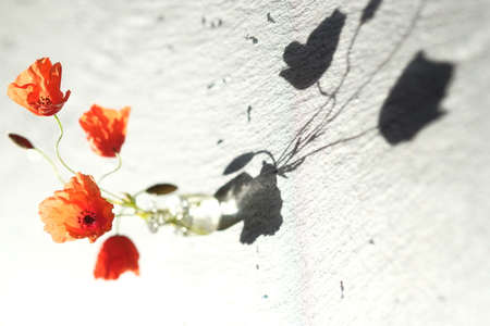 Bouquet of poppies. Shadow on a black stone surface.の写真素材