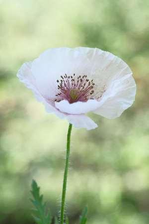 The white poppy is a wild flower. Summer day in the garden.の写真素材