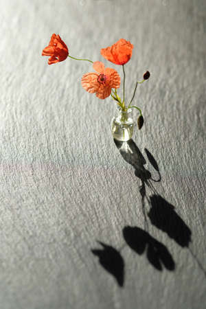 Bouquet of poppies. Shadow on a black stone surface.の写真素材