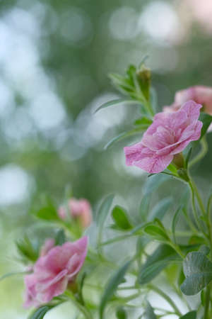 Small pink flowers grow on the bush. garden flowers.の写真素材