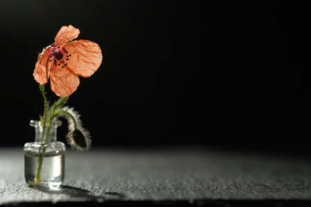 One red poppy. Shadow on a black stone surface.の写真素材