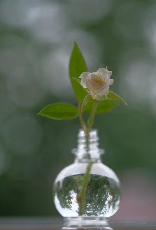 One pink rose is in a glass vial. Delicate flower. summertime. Morning greens.