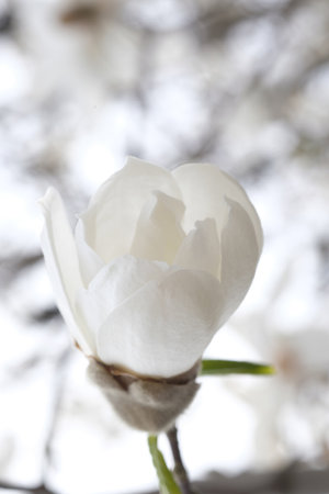 White magnolia flower bud on a branch. spring park. Branches without leaves.の写真素材