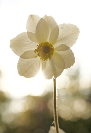 White anemone in the sun on a blurred background. garden flower. summer day.の写真素材