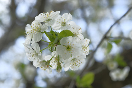 Inflorescence of apple white flowers. Globular inflorescence. Blooming Springtime. Orchard.