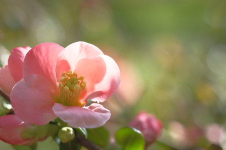 Apple blossom is pink. tree branches. Blooming Springtime.の写真素材