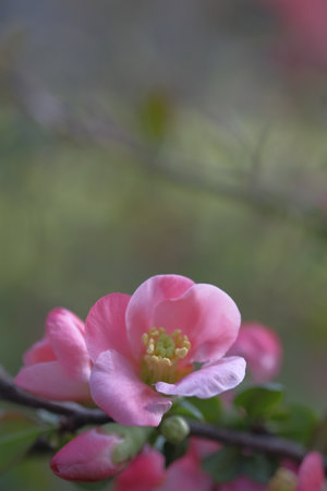 Pink apple flowers in the shade. Blooming. Spring.の写真素材