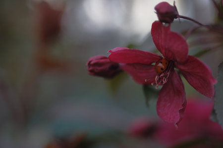 Red flowers of an apple tree on a blurred background. springtime. Orchard.