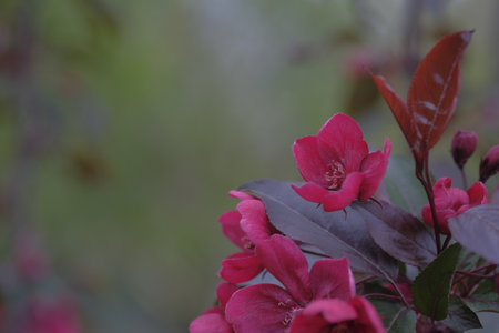 apple blossom. red petals. Blurred green backgroundの写真素材