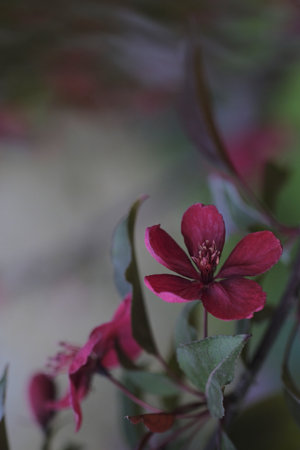 One red flower on a branch of an apple tree on a blurred background. Orchard. spring bloom.の写真素材