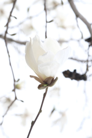 Bud of white magnolia on the background of the spring sky. Twigs without leaves. Spring.の写真素材
