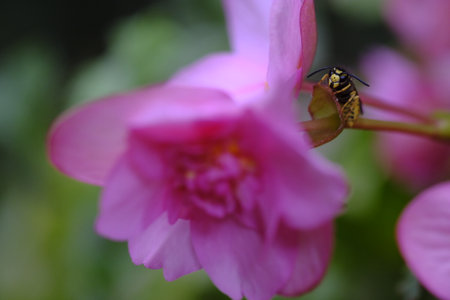 A wasp sits on a stem under a pink flower. Wasp pollinates a flower. summer life.の写真素材