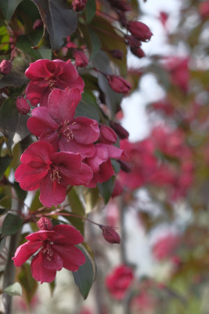 Red flowers of the apple tree are abundant on the branch. springtime. Orchard.の写真素材
