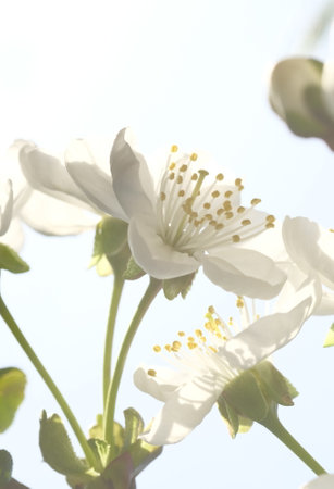 White apple blossoms illuminated by the sun. Blooming Springtime. Orchard.の写真素材