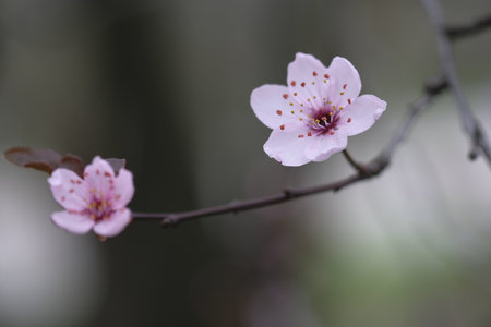 Pink apple blossoms at the end of the branch. Springtime is comingの写真素材