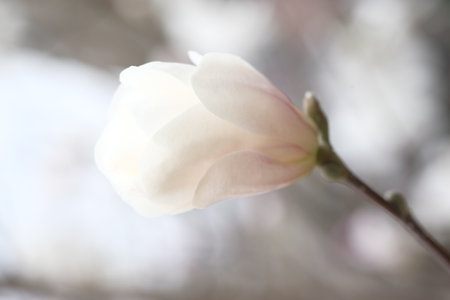 White bud of magnolia on a branch without leaves. Delicate magnolia petalsの写真素材