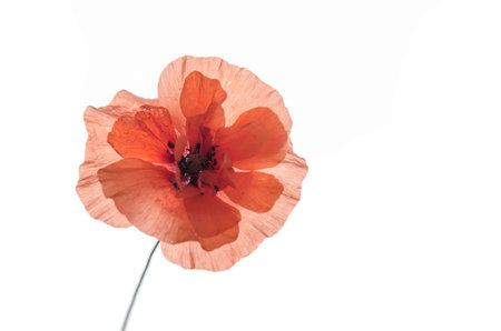 The red poppy on an isolated white background