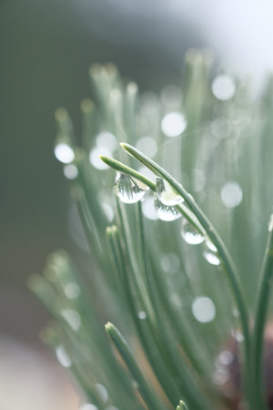 Dew drops hang on pine needles. Rain in the forest, drops of water, green needles.の写真素材
