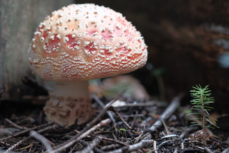 White-red fly agaric grows in the forest. Poisonous and hallucinogenic mushrooms, forest floor, small world.の写真素材
