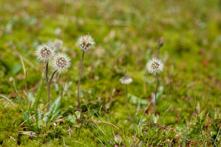 Meadow with green grass and dandelions. It's a warm, sunny day. Recreation in the countryside.