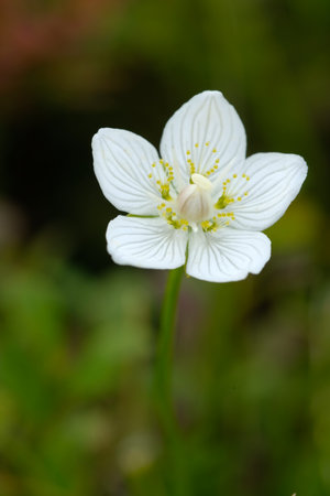 Anemone photographed close-up on a blurred background. White flowers on the meadow, wild nature.の写真素材